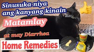 Paano ko ginamot ang Pusa kong Matamlay, Nagsusuka at may Diarrhea | Home Remedies