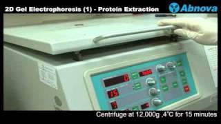 2D Gel Electrophoresis (1) Protein Extraction