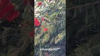 THE FLOWER THIEF Green Parrot Picking Flowers from the Trees L' Umbracle Garden Visit Valencia Spain