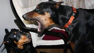 Doberman is the Funniest Dog That Will Make You Laugh! Best Dog Compilatio