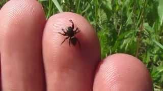 Jumping spider | Паук-скакунчик