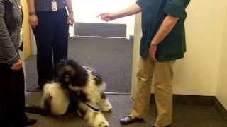 Pet Therapy at Ogden Regional