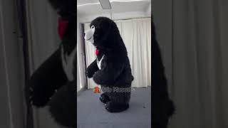 Giant Inflatable Black Bear Mascot Costume for Entertainment Walking Mascots for Marketing Brands