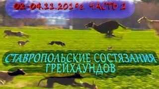 Ставропольские состязания грейхаундов 02-04.11.2019г  ч2. Охота на зайца. the hunting of the hare.