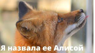 Лиса Алиса. Короткие встречи( Исчезнувшие лисы) ️️️