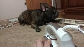 Французский бульдог Ричард боится утюга