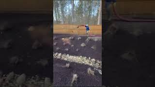 Mountain High Landscape Supply #marietta #atlanta #blowertruckinstallation #mulch #fy #wow #please