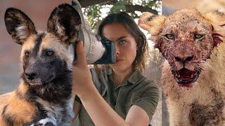 The WILDEST DAY I’ve Ever Filmed: WildDogs & Lions on a Kill
