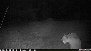 This Female Mountain Lion is in heat and calling for a mate.