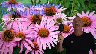 Echinacea purpurea Growing Guide (Purple Coneflower) by Gardener's HQ