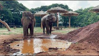 Rudee, Arun, and FhunDee Before and After Rescue - ElephantNews