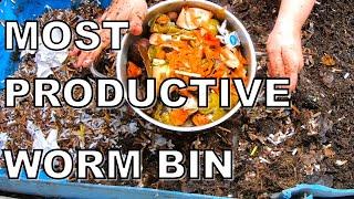 Most Efficient WORM Bin- 55 Gallon Worm Bin