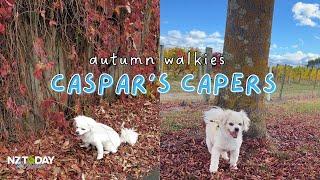 Autumn Walkies | Caspar's Capers #adventuredog