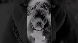 it's Pitbull style #viral #1ksubscribers #ytshorts