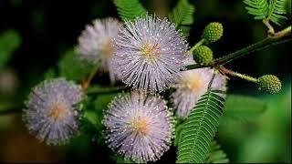  Мимоза стыдливая (Mimosa pudica).  Выращивание в домашних условиях. Полезные свойства.