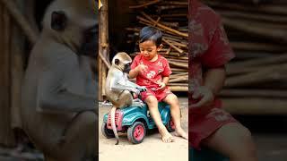 The little boy's best friend monkey @vdsmonkey2228 #monkey #funny #shorts #video