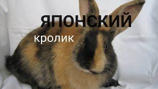 Японский Кролик (новый стиль видео)