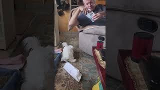 English Angora Bunny - Periscope for Treats