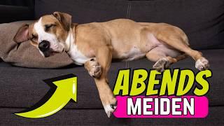 5 Fehler, die Hundehalter abends dringend vermeiden sollten