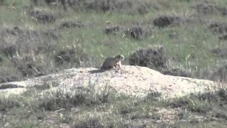 Wyoming Prairie Dog Hunt. (GRAPHIC)