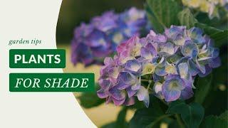 The Perfect Plants To grow In Shade! | Gardening Tips with J. Parker's