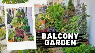 My Balcony Garden in Summer 2021  | 17m2garden