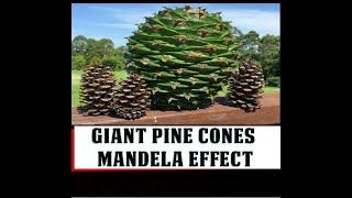 Giant Pine Cones Mandela Effect