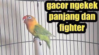 Sekali di putarkan ini lovebird FIGHTER akan ikutan ngetik NGEKEK gacor dan panjang