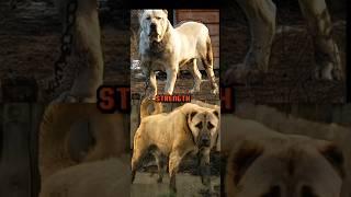 TURKISH KANGAL VS ALABAI, STRENGTH,SPEED,BITE FORCE, INTELLIGENCE,WEIGHT,ETC COMPARISON