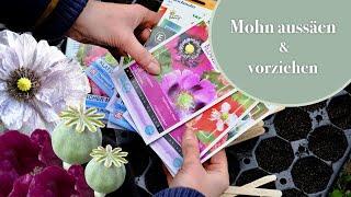 Warum ich Mohn vorziehe  Vorziehen & Direktsaat I 1-jähriger, 2-jähriger und mehrjähriger Mohn