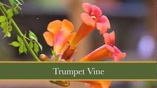Your Spring Garden in the Texas Hill Country, Part 1
