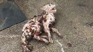 The cat on the ground, crying in pain, begging for help from a passerby, taken away by a kind woman