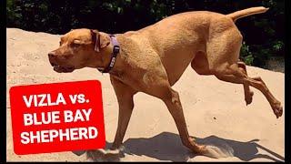 Vizla VS. Blue Bay Shepherd