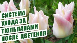 СИСТЕМА УХОДА ЗА ТЮЛЬПАНАМИ ПОСЛЕ ЦВЕТЕНИЯ