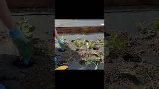 Грядки для клубники своими руками #огород #клубника #дача #garden #своимируками #цветы #сад #урожай
