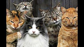  Cat gang!  Funny video with cats and kittens for a good mood! 