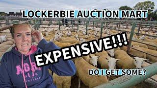 CHEVIOT ewe sale at LOCKERBIE, Do I get some ??? EXPENSIVE day