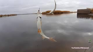 Якутия. Рыбалка. 26 сентября. Yakutia.  Fishing.  September 26.