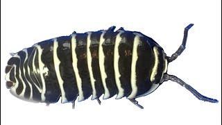 Zebra Isopods Armadillidium maculatum Care Guide