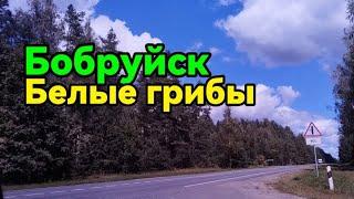 Бобруйск, белые грибы, неделю назад.