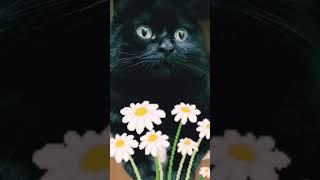 Улыбнись Новому Дню #котики