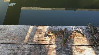 ЗАПУСК РАКОВ В СВОЙ ПРУД НА ДАЧЕ. РАКИ В ВОДОЁМЕ