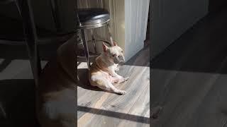French bulldog loves the carpenters( I do not own the rights to this song)