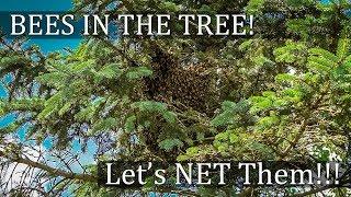 How to Catch a Swarm of Honey Bees with a Butterfly Net! Collect those bees in trees!