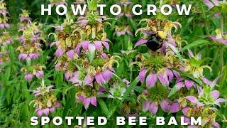 Spotted Bee Balm - Complete Profile