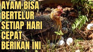 TIPS PINTAR RAHASIA AYAM KAMPUNG BERTELUR TIAP HARI - CARA MEMBUAT ENZYM AYAM PETELUR || TERNAK AYAM