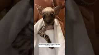 A family adopted a hyena cub and raised it until... #animalshorts #shortvideo