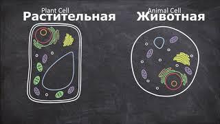 Различия между растительными и животными клетками