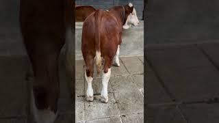 pedet simental super kandang mas yohandi kediri 081336895367