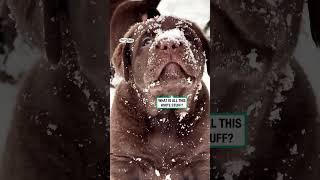 Labrador puppies enjoy snow for the first time ️             : Elena Orlova via ViralHog